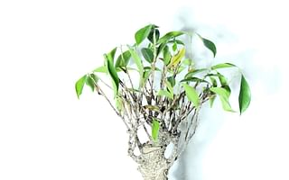 🌳 Mastering the Art of Pruning and Shaping a Bonsai Orange Tree 🍊