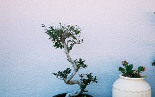 Mastering the Care of Your Money Tree Bonsai 🌿