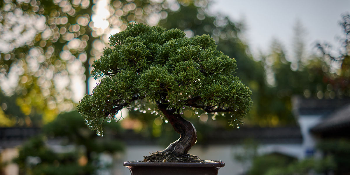 The Ultimate Guide to Treating Bonsai Diseases Bonsai for Beginners
