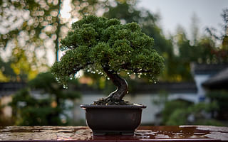 🌿 The Ultimate Guide to Treating Bonsai Diseases 🌿