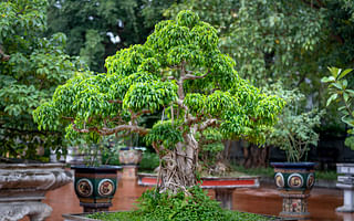 🌿 The Ultimate Juniper Bonsai Care Guide 🌿