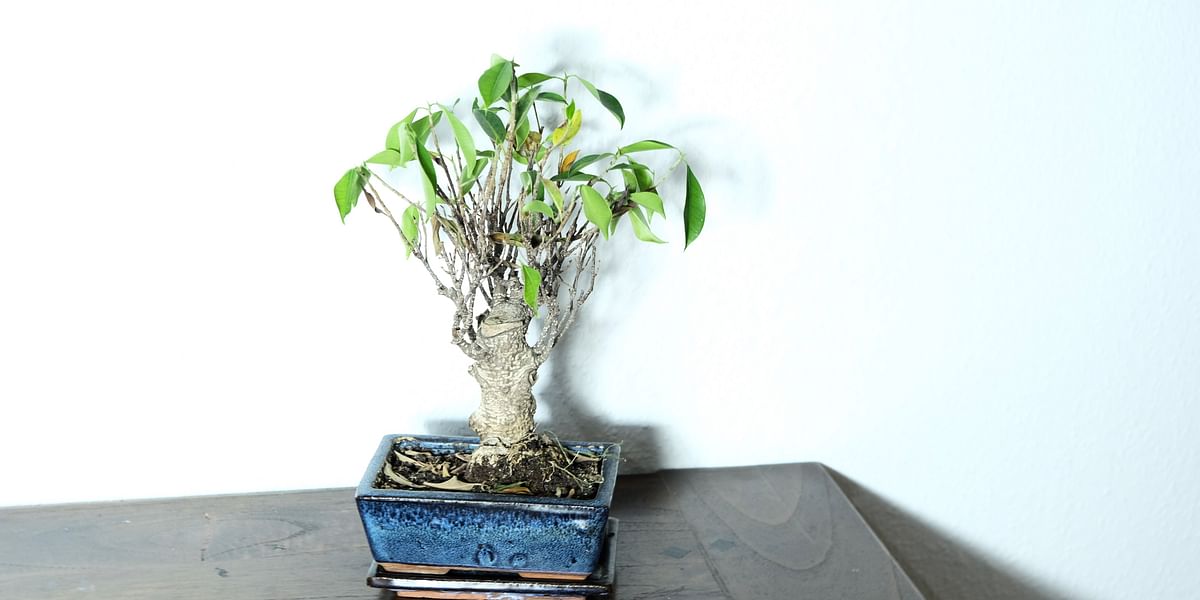 Treating Bonsai Tree Diseases and Pests A StepbyStep Guide