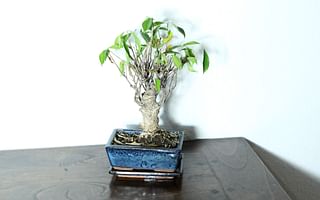 🌿 Treating Bonsai Tree Diseases and Pests: A Step-by-Step Guide 🐛