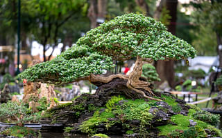 🌳 Understanding Your Bonsai Tree: Protecting it from Extreme Weather 🌦️