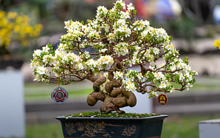🌳 Which Bonsai Tree is Best for You? Take the Quiz! 🌳